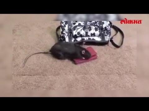 Jerry पुन्हा एकदा फॉर्म मध्ये Part 2 | Lokmat Marathi News update