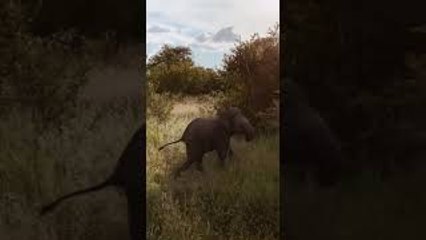 Baby Elephant Practices Its Charge