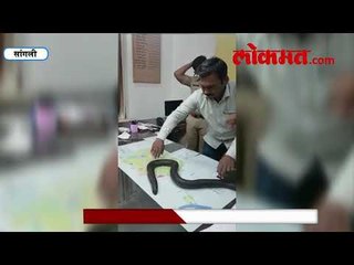 सांगली :  दुर्मिळ मांडूळ साप जप्त, बाजारातील किंमत 47 लाख रुपये