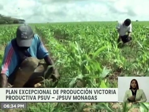 JPSUV | Más de 100 hectáreas de maíz han sido sembradas en la tierra heroica del estado Monagas