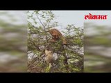 Lokmat News | या दृशापासून 'The Jungle Book' मधील शेवट तयार करण्यात आला आहे | Wild Life | Lokmat