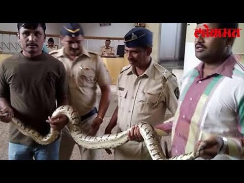 Lokmat News Update | Mumbai च्या शहरी भागात सापडतायत सरपटणारे प्राणी | Mumbai | Lokmat Marathi News