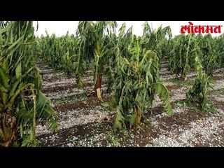 Lokmat News | निसर्गराजा कोपला आणि धाय मोकलून रडतो शेतकरी | Lokmat Marathi News