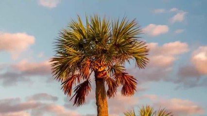 The Tea - The South's Best Beach Towns