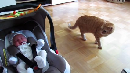 Cats Meeting Babies for the FIRST Time [NEW] Compilation