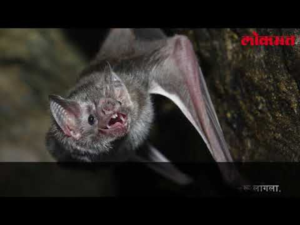 ‘बॅट’मॅन महेश गायकवाड