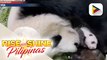 GLOBALITA: Kauna-unahang panda sa Singapore, isinilang