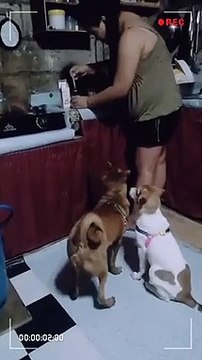 panu painumin ng vitamins ang mga alagang aso