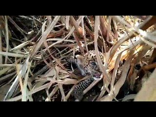 निगडोळमध्ये बिबट्याची मादी आणि बछडे दिसल्याने परिसरात घबराट