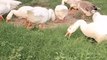 Cute Ducklings Video | Pet Ducks Eating