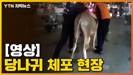 [자막뉴스] 강남 도로 걷던 당나귀...그대로 연행 / YTN