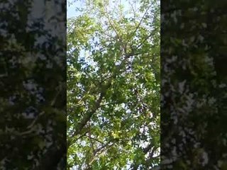 अन् ‘त्याने’ पंख फडकवताच झाला टाळ्यांचा गजर