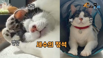 "야무지게 세수해야지!" 고양이 세수의 정석을 보여주는 냥이