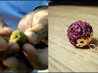 नाशिकमध्ये ऐन उन्हाळ्यात बहरलंय रुद्राक्ष