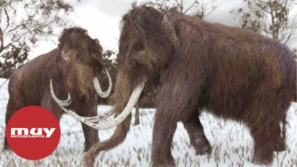 La startup Colossal quiere resucitar al mamut lanudo para 2027