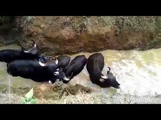 शेतविहिरीत पडलेल्या गव्यांना ग्रामस्थांनी दिले जीवदान