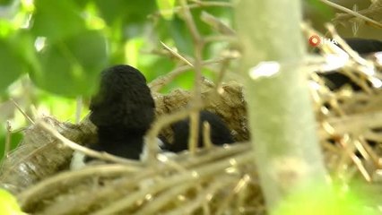 Yüksekovalı gezgin öğretmen 2 ay boyunca Saksağan yavrularını kayıt altına aldı