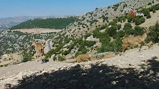 Fotokapan kameralarına birbirinden ilginç görüntüler yansıdı