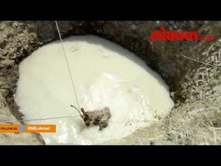 विहिरीत पडलेल्या सांबराला गावकऱ्यांच्या मदतीने वन कर्मचाऱ्यांनी केली सुटका