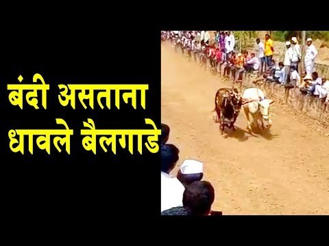 Bullock cart race |Despite being banned |bullock cart owner aggressive