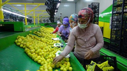 Balkan ülkelerine limon ihracatı başladı