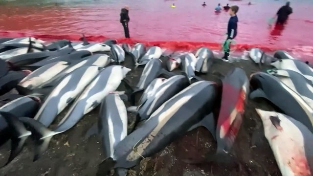 Sea Sheperd dénonce le grind , le massacre de dauphins aux îles Féroé