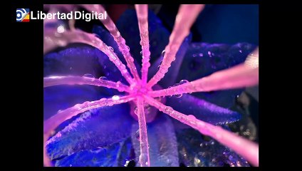 Apple presenta el nuevo iPhone 13, el Watch Series 7 y renueva sus iPad