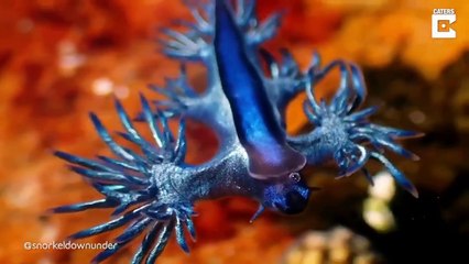 حيوانات بحرية نادرة لم ترها من قبل