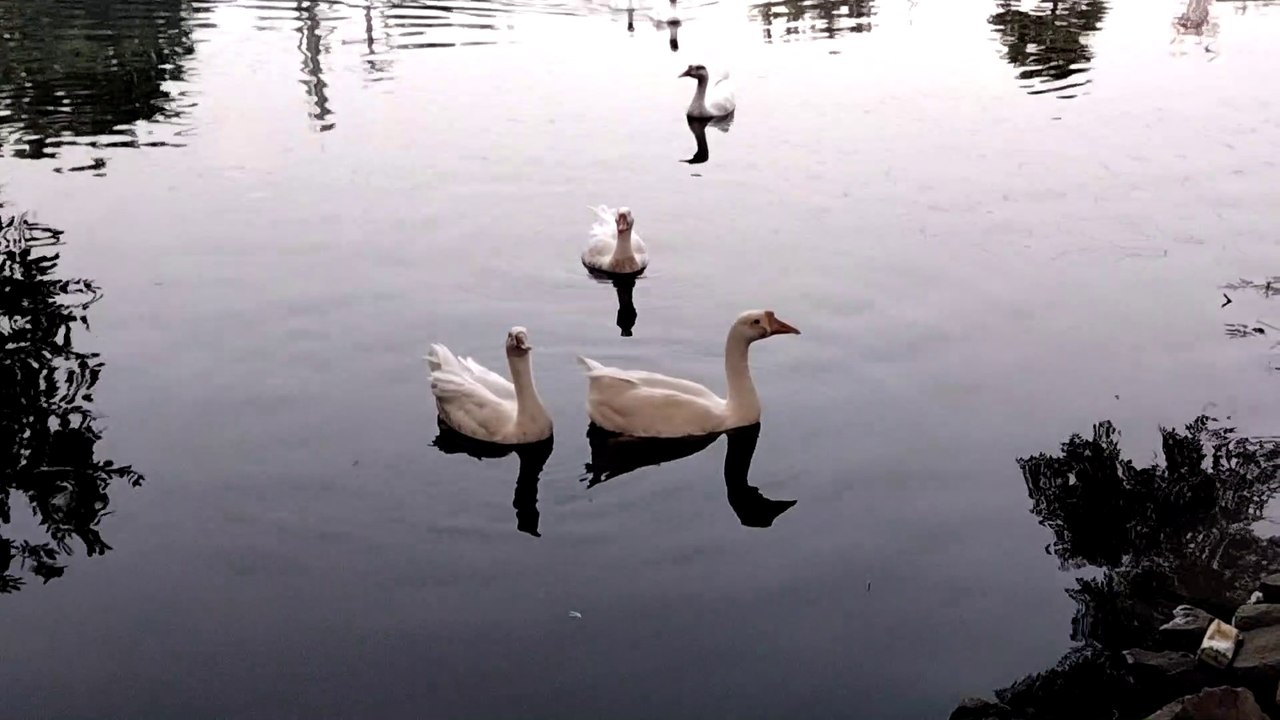 Quack Sound Effect | Ducklings Eating Grass | Sound Of Ducks Quacking | Kingdom Of Awais