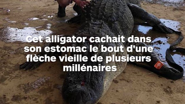 Cet alligator cachait dans son ventre un morceau de flèche datant de plusieurs millénaires