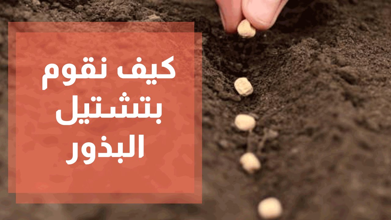 كيف نقوم بتشتيل البذور