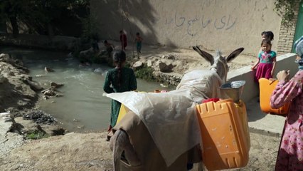 Crise alimentaire en Afghanistan : la FAO réclame des fonds d'urgence