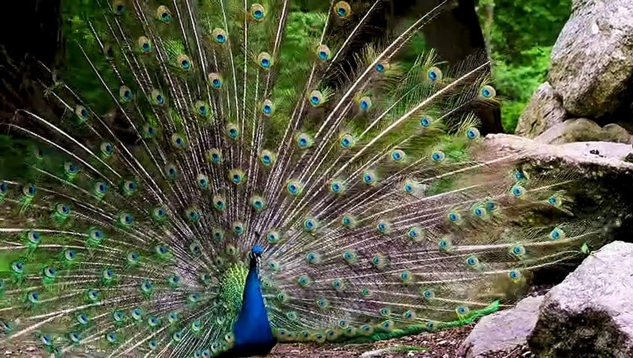 Bird A peacock opens its feathers.  Very cool watch before the end