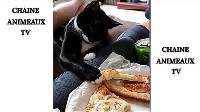 CAT FUNNY CHAT CHAT RIGOLO 1