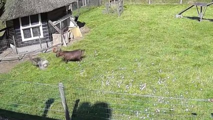 [영상] "친구는 내가 지킨다"...의리 지킨 동물들 화제 / YTN