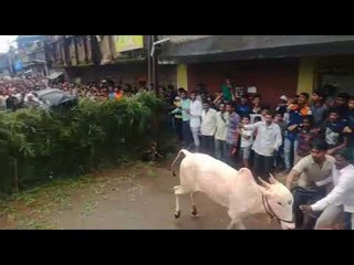 कोल्हापूर - बेंदूर सणानिमित्त घेण्यात आलेली कर तोडण्याची स्पर्धा