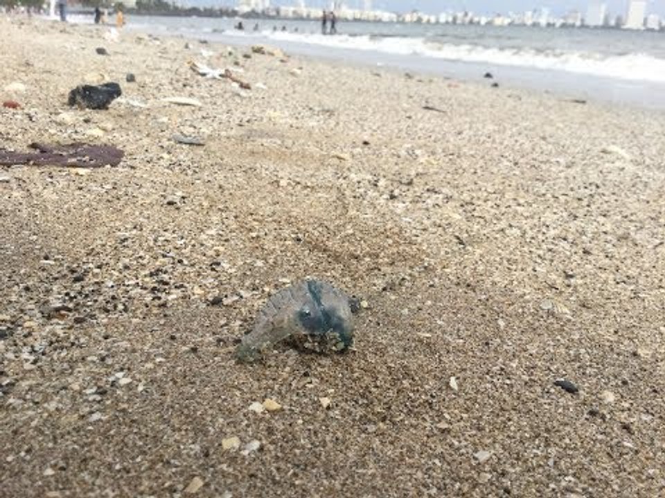 Poisonous Jellyfish Spotted On Mumbai Beaches | Beware - Government Issues Advisory