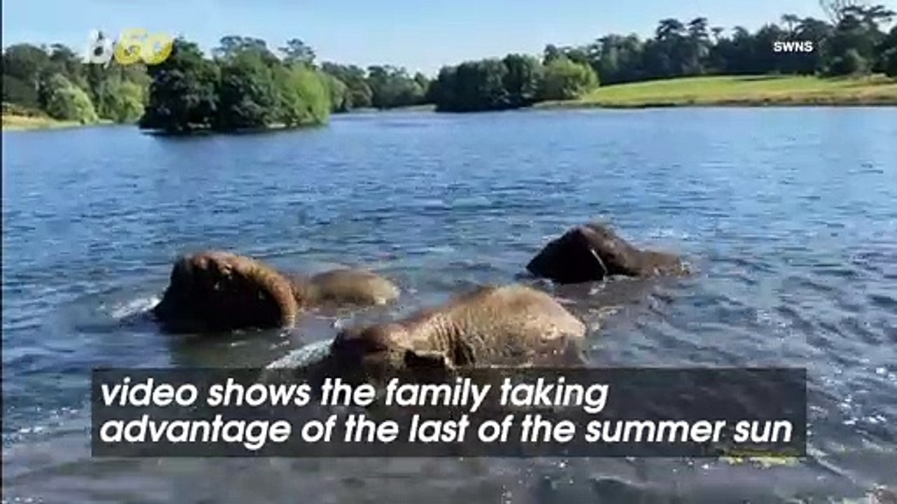 Video Shows Family of Elephants Splashing in th...
