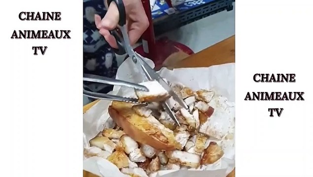 CAT FUNNY CHAT CHAT RIGOLO 1