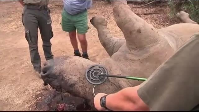 La cría de rinocerontes, un negocio con problemas