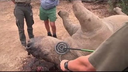 La cría de rinocerontes, un negocio con problemas