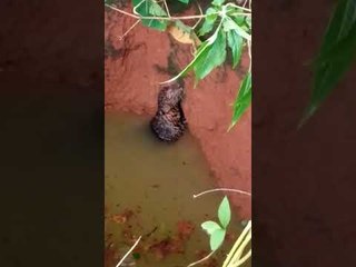 भक्षाच्या शोधात निघालेला बिबट्या पडला विहिरीत