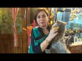 Meet a Family of Nasik, who takes care of 11 cats and kittens at home
