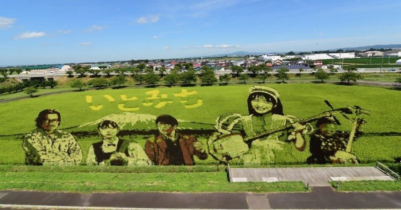 Japon : chaque année, des bénévoles plantent différentes variétés de riz pour former des dessins dans les rizières
