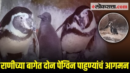 राणीच्या बागेत आलेत दोन नविन पेंग्विन पाहुणे