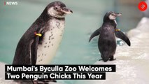 Mumbai's Byculla Zoo Welcomes Two Penguin Chicks This Year