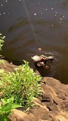 Caught Fish Catches Two Snakes