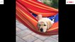Funniest & Cutest Labrador Puppies - Funny Puppy Videos 2020_Funny World Media_ #2
