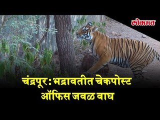 Amazing View of a Tiger on road near Bhadravati check post office.