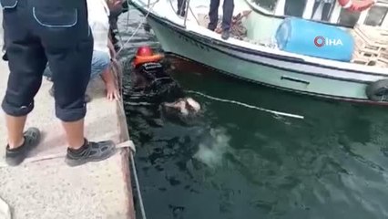 Avcılar'da denize düşen kedi için itfaiye seferber oldu